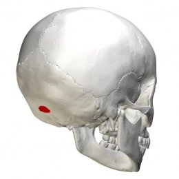 EOP Back of Head Entrance Wound